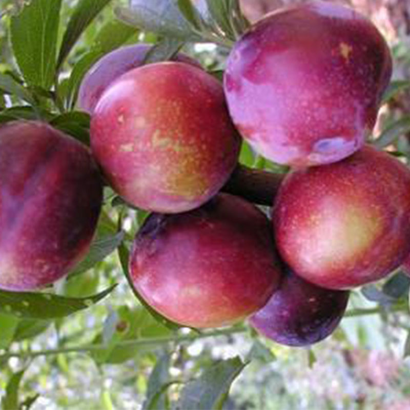 预售公主红李子