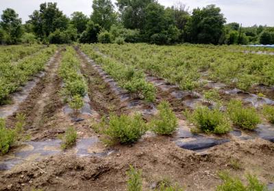 时彦军蓝莓种植农场