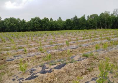 徐成立蓝莓种植农场