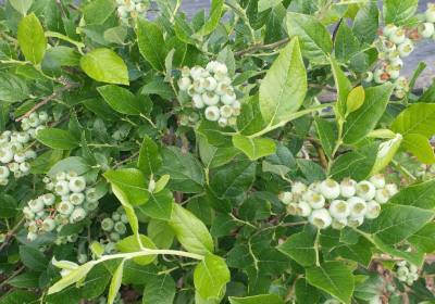 苑克强蓝莓农场