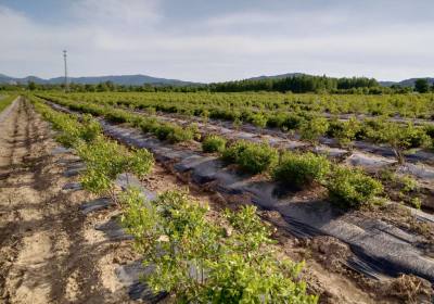 苑方利蓝莓农场