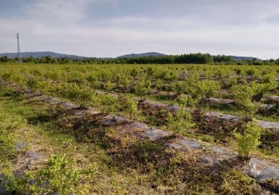 徐成军蓝莓农场