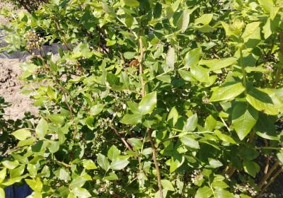 郭树春蓝莓种植农场