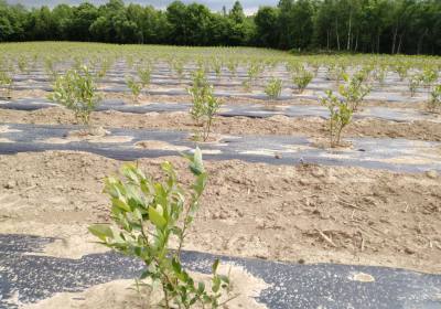 孙顺利蓝莓种植农场