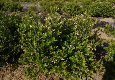 孙福利蓝莓种植农场