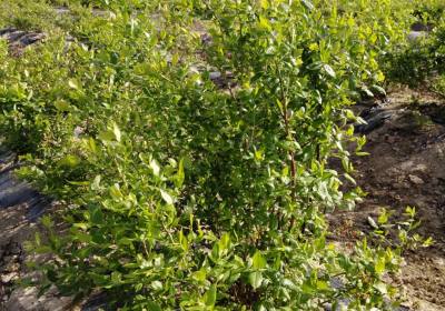 国成新蓝莓农场