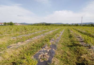 李占东蓝莓种植农场