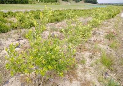 李洪金蓝莓种植农场