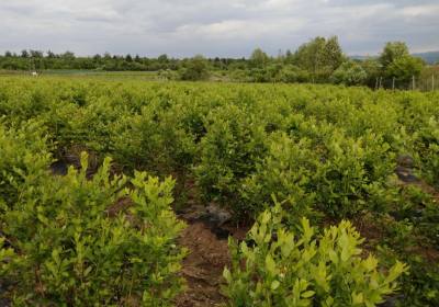 李华军蓝莓种植农场