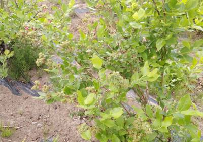 牟冬冬蓝莓种植农场