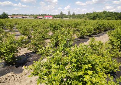 孙远新蓝莓种植农场