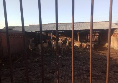 辉南县左广明养鹿场