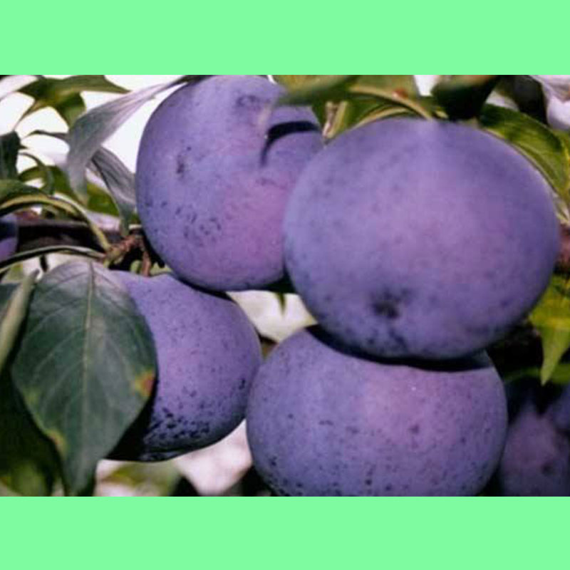 新胜庄园  预售黑霸李子