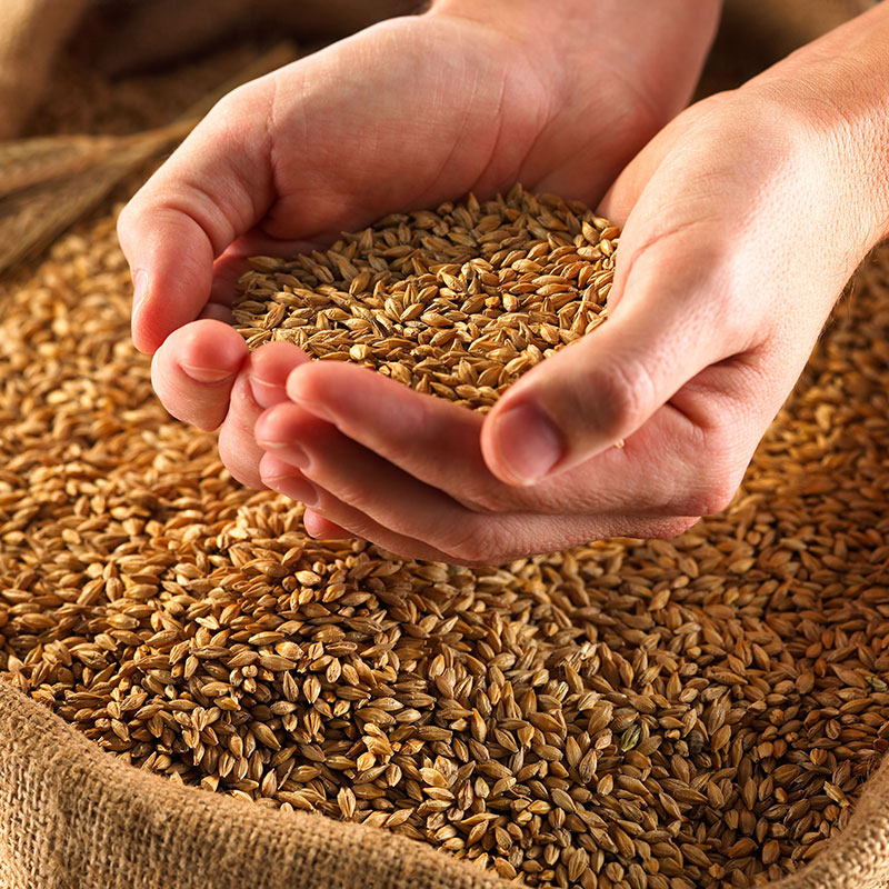 绿优 谷物种植 预售 新稻谷宏科57