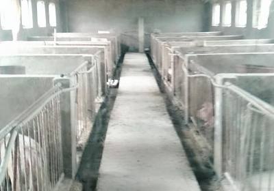 辉南县薛春成养猪场