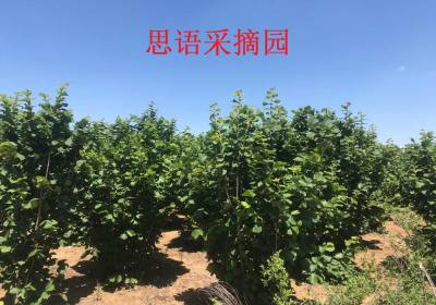 思语农副产品采摘园