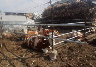 辉南县张仁江养牛场