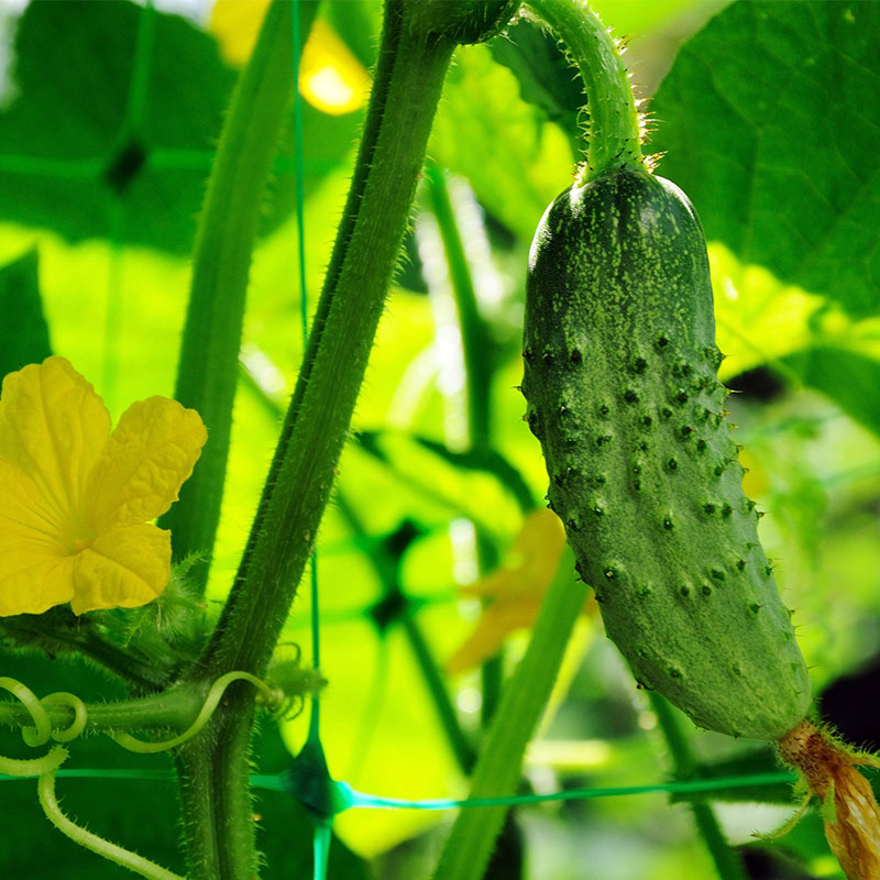 宏发优质旱黄瓜