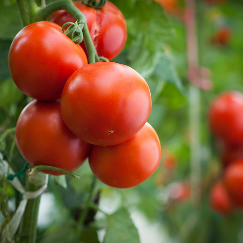 宏发优质蔬菜——西红柿