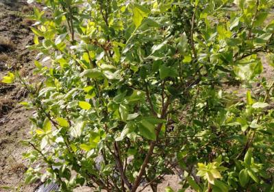 门庆有蓝莓农场