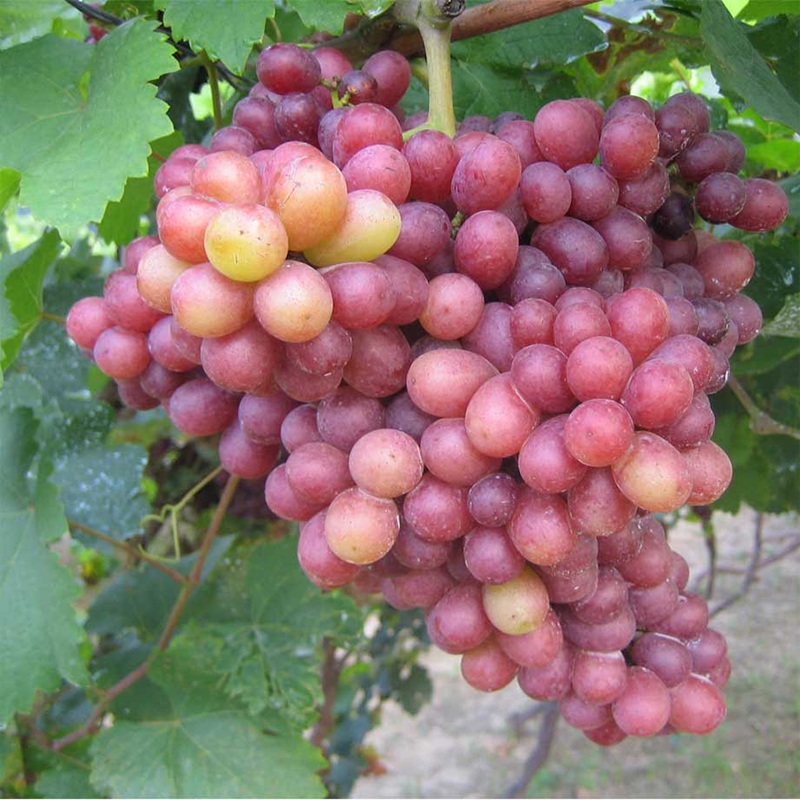 绿都 寒香蜜葡萄