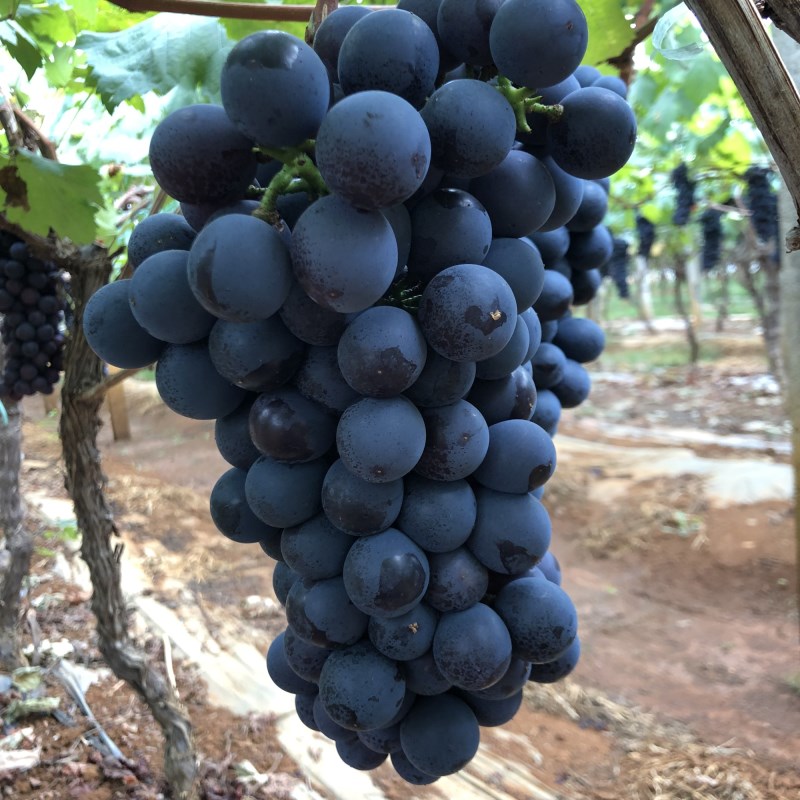 绿都 夏黑葡萄