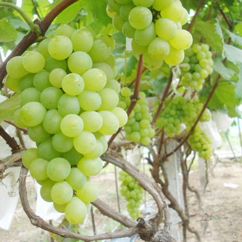 绿都 醉金香葡萄