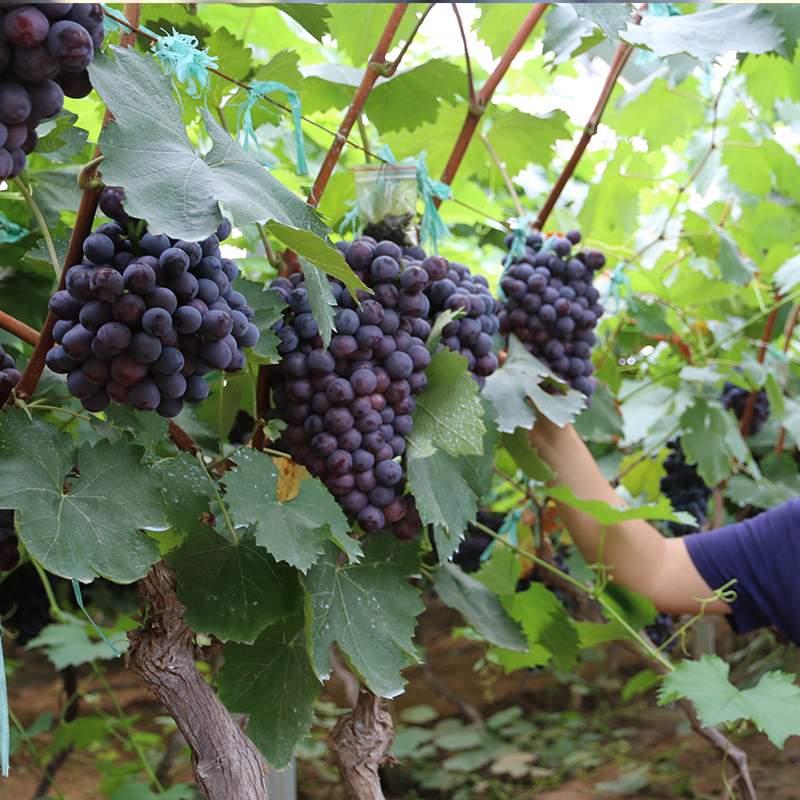 春多 夏黑葡萄