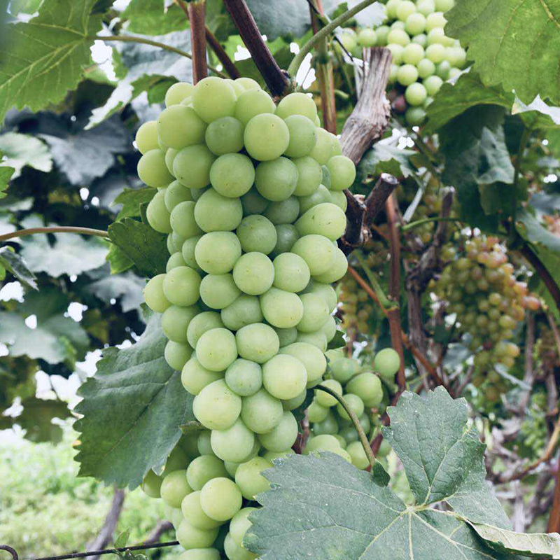 春多 醉金香葡萄