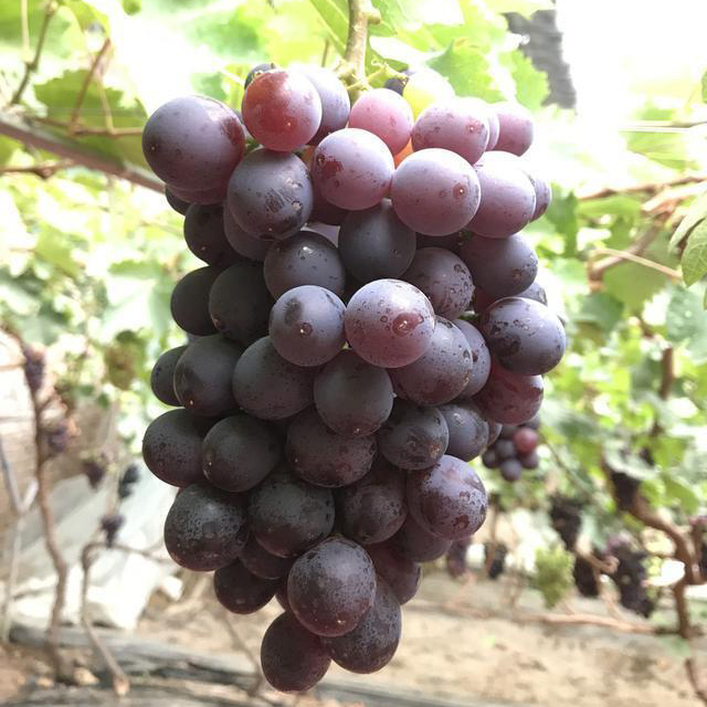 绿都 状元红葡萄