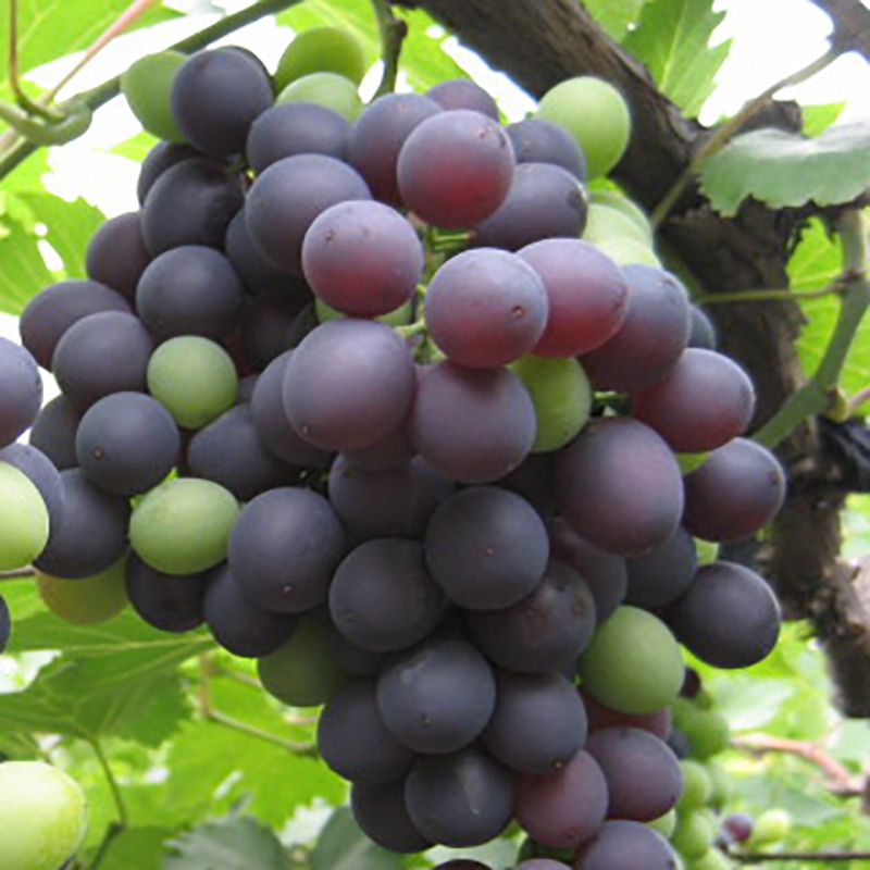 春多 极早玫瑰葡萄
