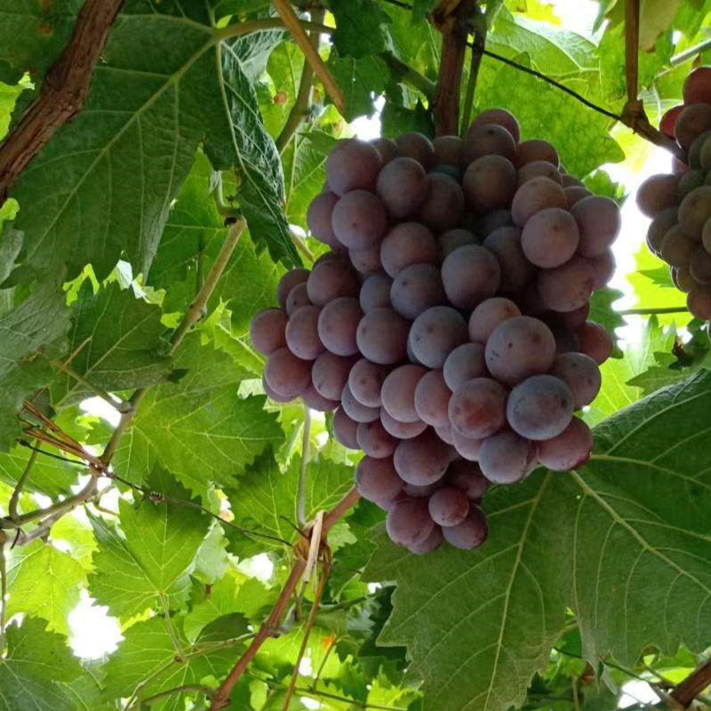 春多 状元红葡萄