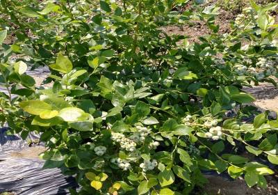 赵福贵北陆蓝莓基地