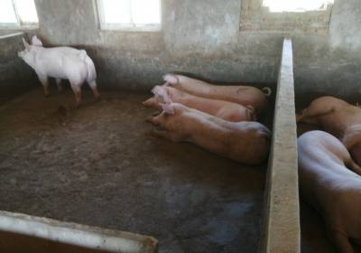 辉南县付强养猪场