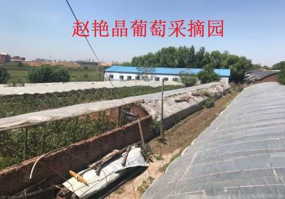 赵艳晶葡萄采摘园