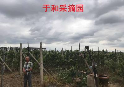 净月高新技术产业开发区于和种植场