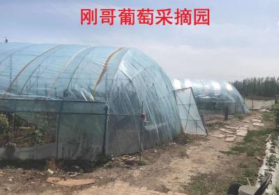 净月开发区刚哥葡萄采摘园