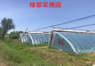 长春市绿都种植农民专业合作社