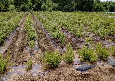 张赞勤美登蓝莓-基地1