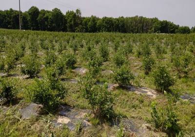 王运现美登蓝莓-基地2