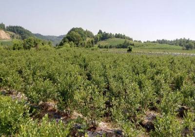 杜延枝美登蓝莓-基地3