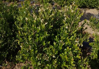 尤泽胜美登蓝莓基地