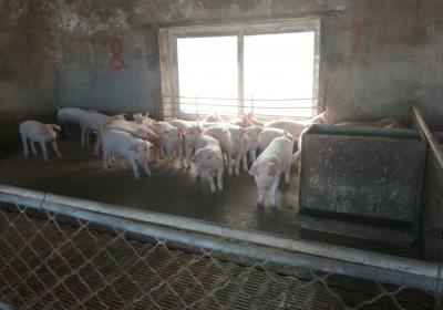 洪军养殖合作社