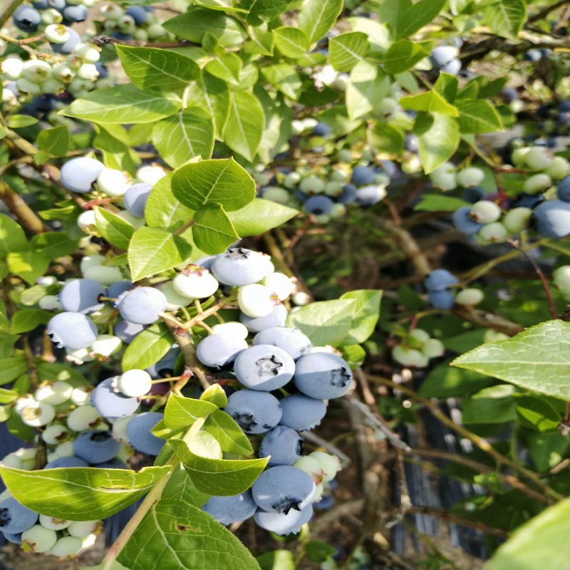 赵京洪蓝丰蓝莓