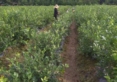 赵京洪蓝莓农场