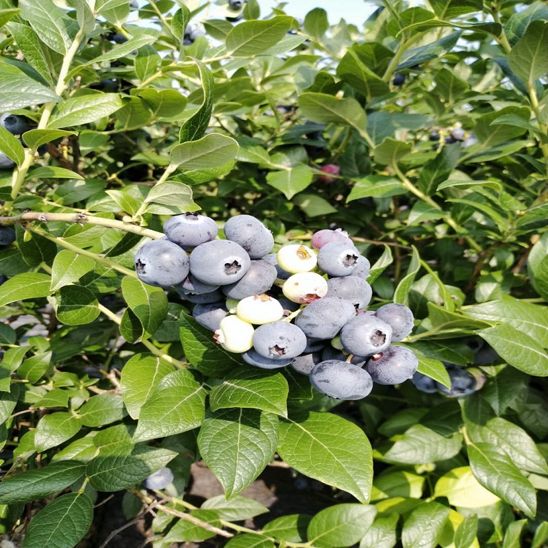 宗更金北陆蓝莓