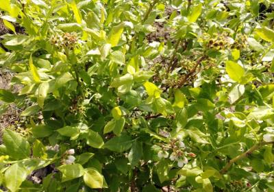 苑方民北陆瑞卡蓝莓-农场1