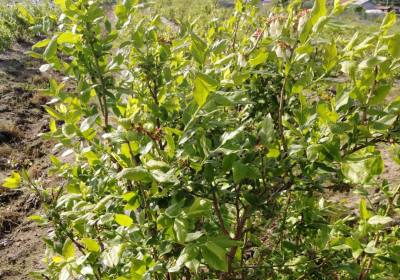 廉加伦北陆蓝莓-农场1