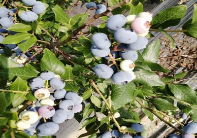 邵江美登蓝莓-基地1