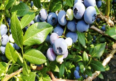 张志安美登蓝莓-基地3